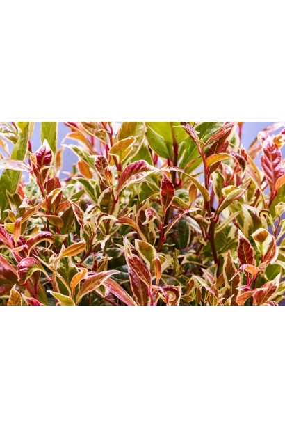 Молодой прирост Leucothoe walteri ’Firestar’